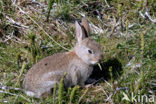 Konijn (Oryctolagus cuniculus) 