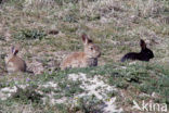 Konijn (Oryctolagus cuniculus) 