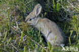 Konijn (Oryctolagus cuniculus) 