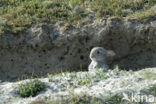 Rabbit (Oryctolagus cuniculus) 