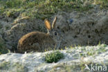 Rabbit (Oryctolagus cuniculus) 