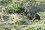 Rabbit (Oryctolagus cuniculus) 