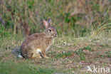 Konijn (Oryctolagus cuniculus) 