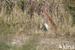 Konijn (Oryctolagus cuniculus) 