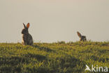 Rabbit (Oryctolagus cuniculus) 