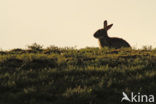 Rabbit (Oryctolagus cuniculus) 