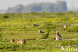 Rabbit (Oryctolagus cuniculus) 