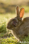 Rabbit (Oryctolagus cuniculus) 