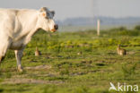 Konijn (Oryctolagus cuniculus) 