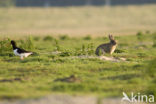 Rabbit (Oryctolagus cuniculus) 