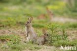 Rabbit (Oryctolagus cuniculus) 