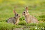 Rabbit (Oryctolagus cuniculus) 