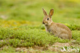 Konijn (Oryctolagus cuniculus) 