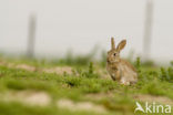 Rabbit (Oryctolagus cuniculus) 