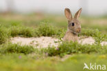 Rabbit (Oryctolagus cuniculus) 