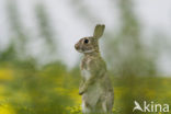 Rabbit (Oryctolagus cuniculus) 