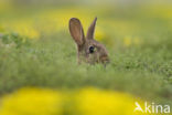 Rabbit (Oryctolagus cuniculus) 