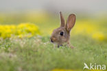 Rabbit (Oryctolagus cuniculus) 