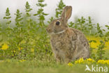 Rabbit (Oryctolagus cuniculus) 