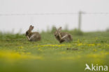 Rabbit (Oryctolagus cuniculus) 