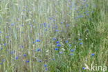 Korenbloem (Centaurea cyanus) 