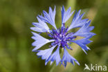 Korenbloem (Centaurea cyanus) 