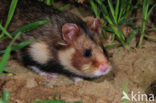 black-bellied hamster (Cricetus cricetus)