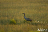 Kraanvogel (Grus grus)