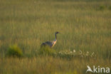 Kraanvogel (Grus grus)