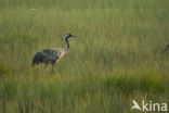 Kraanvogel (Grus grus)