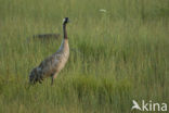 Kraanvogel (Grus grus)