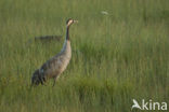 Kraanvogel (Grus grus)