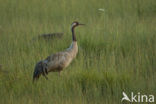 Kraanvogel (Grus grus)