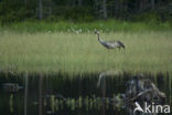 Kraanvogel (Grus grus)