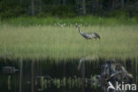 Kraanvogel (Grus grus)