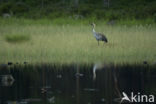 Kraanvogel (Grus grus)