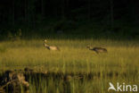 Kraanvogel (Grus grus)