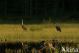 Kraanvogel (Grus grus)