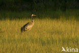 Kraanvogel (Grus grus)