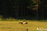 Kraanvogel (Grus grus)