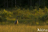 Kraanvogel (Grus grus)