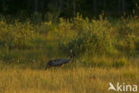 Kraanvogel (Grus grus)