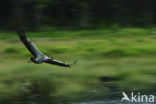 Kraanvogel (Grus grus)