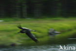 Kraanvogel (Grus grus)