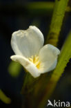 Krabbescheer (Stratiotes aloides) 