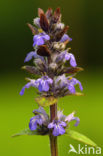 Kruipend zenegroen (Ajuga reptans)