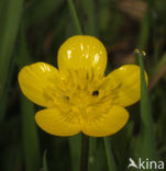 Kruipende boterbloem (Ranunculus repens)