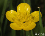 Kruipende boterbloem (Ranunculus repens)