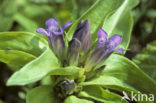 Cross Gentian (Gentiana cruciata)