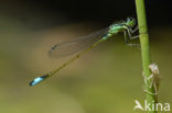 Blue-tailed Damselfly (Ischnura elegans)
